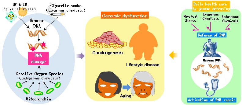 遺伝子レベルでのヘルスケアに関する研究