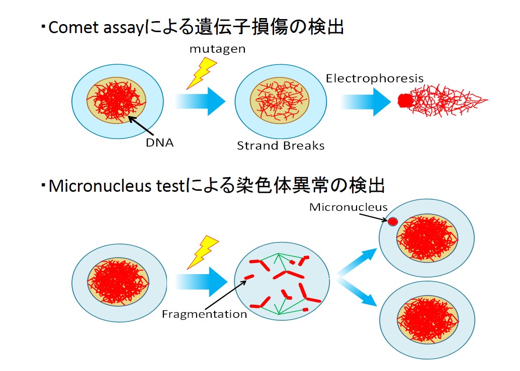 遺伝子の異常を調べる方法例